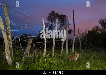 Red Fox (Vulpes vulpes vulpes) 6 settimane vecchio cucciolo da recinto sul bordo della diga ferroviaria, Kent, Regno Unito potrebbero Foto Stock