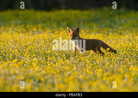 Red Fox (Vulpes vulpes vulpes) 8 settimane vecchio cucciolo nel prato di fiori, Kent, Regno Unito potrebbero Foto Stock