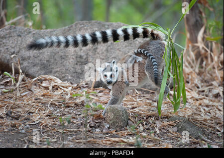 Anello-tailed Lemur ( Lemur catta) femmina la marcatura del territorio. Anjaha comunitaria di conservazione Sito, vicino a Ambalavao, Madagascar. Elogiato in specie singola Portfolio delle Terre Sauvage Natura Immagini Awards 2016. Foto Stock