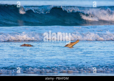 Coccodrillo americano (Crocodylus acutus) caccia hatchling Olive Ridley tartarughe. nei fondali bassi di Nancite Beach, Santa Rosa, il Parco Nazionale del Costa Rica. Foto Stock