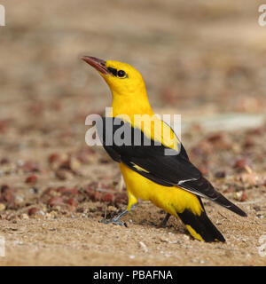 Eurasian rigogolo (Oriolus oriolus) maschio adulto, Oman, Agosto Foto Stock