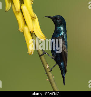 Viola sunbird (Cinnyris asiaticus) maschio su Aloe vera, Oman, Aprile Foto Stock