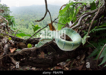 Wagler's pit viper (Tropidolaemus wagleri) crogiolarsi nella nebbia foresta sotto piani. Danum Valley, Sabah Borneo. Foto Stock