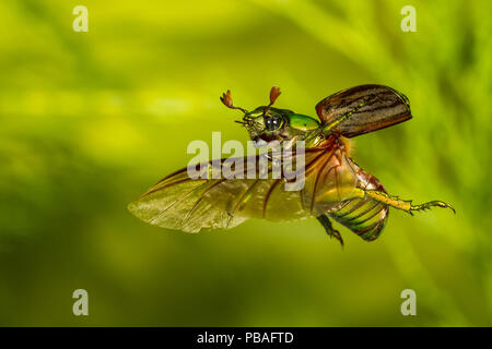 Scarabeo glorioso (Chrysina gloriosa) battenti, Brewster County, Texas, Stati Uniti d'America. Condizioni controllate. Agosto Foto Stock