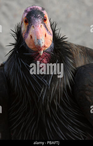 Maschio maturo California Condor (Gymnogyps californianus) utilizzato per il programma di riproduzione in cattività per ripristinare questo criticamente le specie in via di estinzione. Idaho. Febbraio. Foto Stock