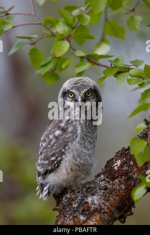 Neonata Northern Hawk Owl (surnia ulula). La Finlandia. Giugno. Foto Stock