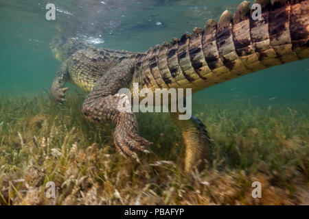 Coccodrillo americano (Crocodylus acutus) vista posteriore di animale nuotare lontano nel letto di fanerogame, Banco Chinchorro Riserva della Biosfera, regione dei Caraibi, Messico Foto Stock
