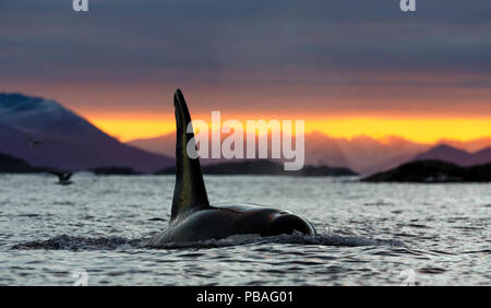 Killer Whale / Orca (Orcinus orca) maschio affiorante al tramonto, Kvaloya, Troms, Norvegia Ottobre Foto Stock