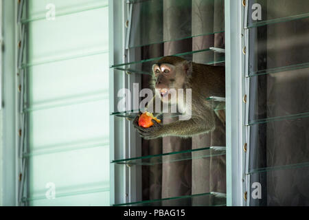 Lunga coda / Granchio macaco mangiare (Macaca fascicularis) rubare cibo da turistico bungalow, Bako National Park, Stati di Sarawak, nel Borneo. Malaysia. Foto Stock