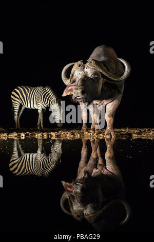 Bufali (Syncerus caffer) a waterhole durante la notte con le pianure zebra (Equus quagga), Zimanga riserva privata, KwaZulu-Natal, Sud Africa, Settembre Foto Stock
