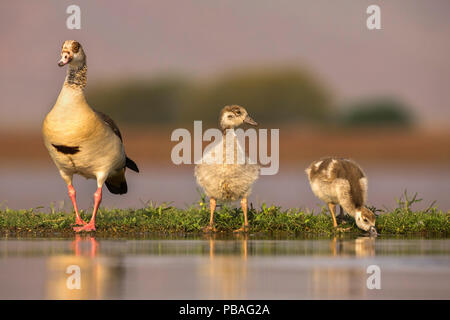 Oca egiziana (Alopochen aegyptiaca) con goslings, Zimanga riserva privata, KwaZulu-Natal, Sud Africa, Settembre Foto Stock