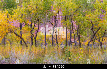 Freemont pioppi neri americani alberi (Populus fremontii) in autunno, Capitol Reef National Park nello Utah, America, Ottobre. Foto Stock