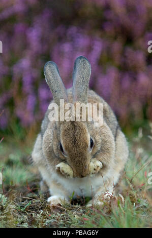 Coniglio europeo (oryctolagus cuniculus) toelettatura, Paesi Bassi, Settembre. Foto Stock