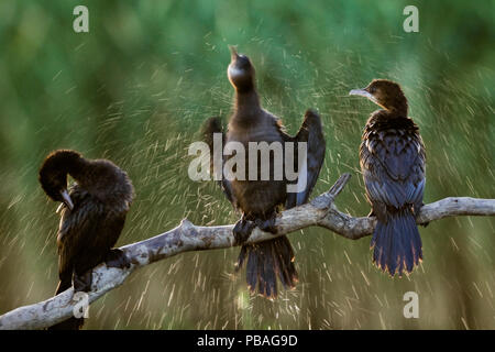 Tre pigmeo di cormorani (Microcarbo pygmeus) essiccazione stessi, uno agitando l'acqua, Hortobagy National Park, Ungheria Foto Stock