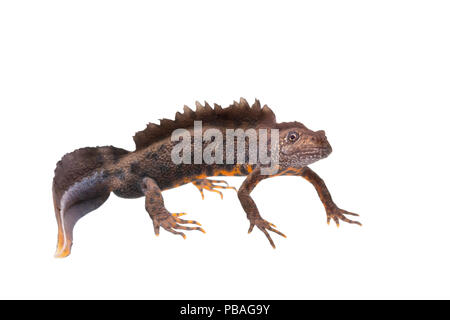 Tritone crestato italiano Triturus carnifex maschio, Paesi Bassi, aprile, Meetyourneighbors.net progetto. Foto Stock