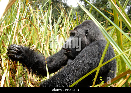 Pianura orientale (gorilla Gorilla beringei graueri), silverback maschio dominante, alimentando nelle paludi, Kahuzi Biega NP, Repubblica Democratica del Congo. Foto Stock