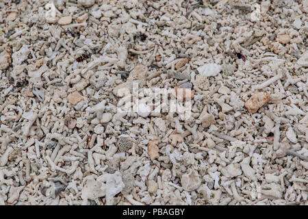 Imbianchiti corallo bianco lavato fino da una barriera corallina nelle isole Figi Foto Stock