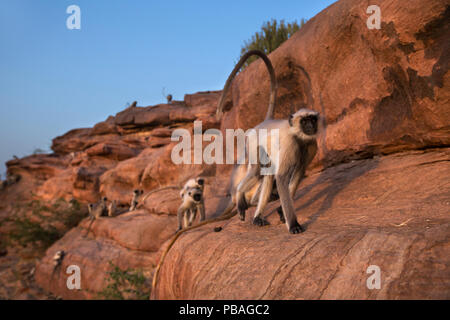 Pianure meridionali langur grigio / Hanuman langurs (Semnopithecus dussumieri) camminando lungo un bordo di battuta . Jodhpur, Rajasthan, India. Marzo. Foto Stock