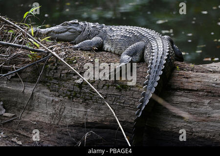 Coccodrillo siamese (Crocodymus siamensis) basking, Thailandia. In pericolo critico. Foto Stock