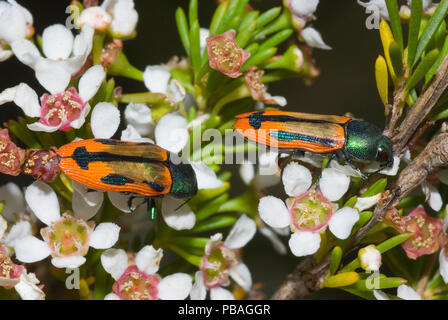 Gioiello beetle (Castiarina sanguinolenta) alimentazione su un fiore Leptospermum, endemica in Australia Occidentale. Montare Frankland National Park, Australia occidentale. Febbraio. Foto Stock