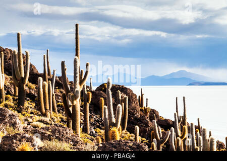 Cactus sulla costa di Isola di pesce, Salar de Uyuni saline, il Deserto di Atacama, Bolivia. Dicembre 2013. Foto Stock