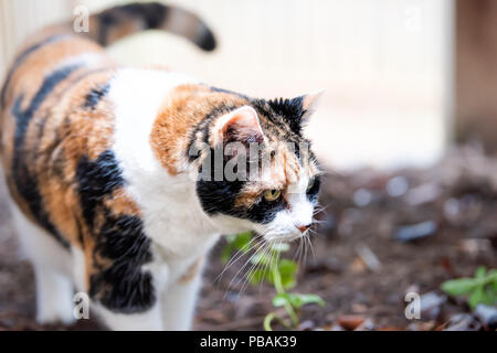 Primo piano della gatta calico faccia in piedi fuori, all'aperto in giardino, cercando, curiosi di fronte o retro cortile di casa o casa di telone con piante verdi Foto Stock