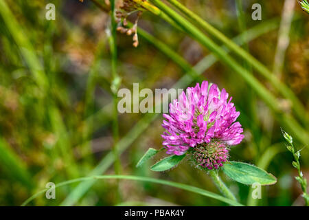 Un trifoglio rosa fiorisce in un pascolo tra l'erba. Foto Stock