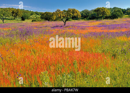 Cork Oak circondato dal verde con campo di rosa selvatica e fiori di colore giallo Foto Stock