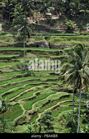 Campi di riso terrazzati a Bali, in Indonesia Foto Stock