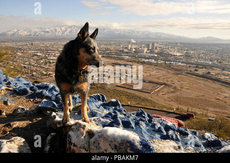 La neve copre montagne Santa Catalina a nord di Tucson, Arizona, USA, nel deserto di Sonora, come si vede da una montagna. Foto Stock