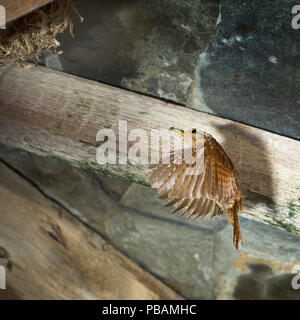 Un Wren di volare verso il nido con il cibo Foto Stock