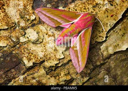 Elephant Hawk-moth Deilephila elpenor Foto Stock