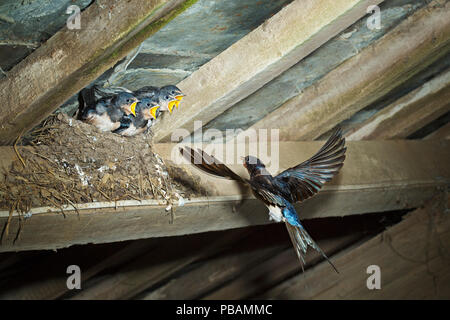 Swallow (Hirundo rustica) volare torna a Il Nido Foto Stock