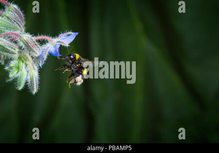 Bombo dalla coda bianca Bombus lucorum in volo Foto Stock