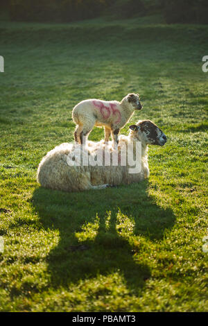 Una molla di agnello in piedi su di esso le madri indietro Foto Stock