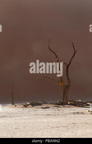 Antica camel Thorn trees (Acacia erioloba) a Deadvlei, Namibia. Foto Stock