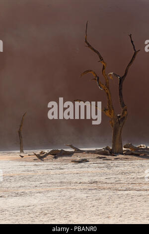 Antica camel Thorn Tree (Acacia erioloba) a Deadvlei, Namibia. Foto Stock