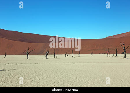 Antica camel Thorn trees (Acacia erioloba) a Deadvlei, Namibia. Foto Stock