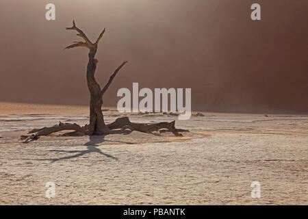 Antica camel Thorn Tree (Acacia erioloba) a Deadvlei, Namibia. Foto Stock