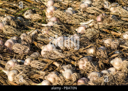 Appena raccolti insieme aglio fuori ad asciugare al sole. Foto Stock