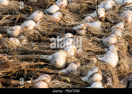 Appena raccolti insieme aglio fuori ad asciugare al sole. Foto Stock