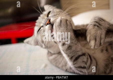 Carino scotish grigio Gatto sdraiato sul cuscino e lambisce Foto Stock