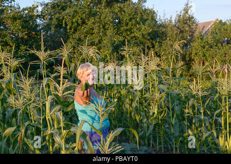 Senior donna nel serbatoio blu top e shorts è raccolta cetrioli in un orto sul terreno piantato con il mais sul perimetro. Foto Stock