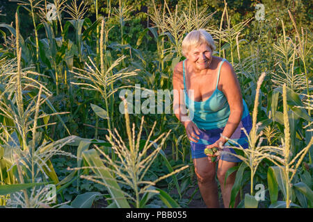 Senior donna nel serbatoio blu top e shorts è raccolta cetrioli in un orto sul terreno piantato con il mais sul perimetro. Foto Stock