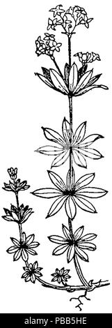 1101 NIE 1905 Woodruff - sweet woodruff Foto Stock