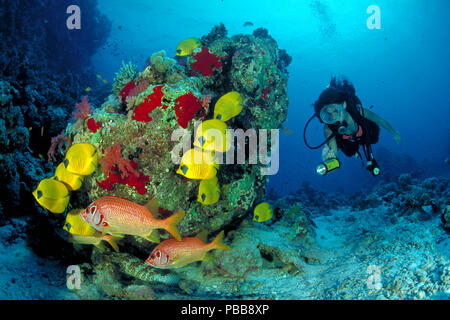 Scuba Diver orologi un gruppo mascherato (butterflyfish Chaetodon semilarvatus) e due giganti Squirrelfishes (Sargocentron spiniferum), Marsa Alam, Egitto Foto Stock