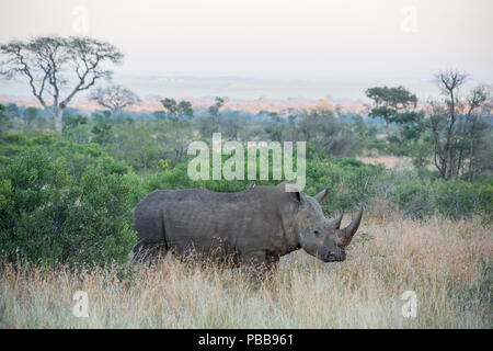 Ampio angolo di curioso permanente Rhino nel prato circondato da alberi e cespugli Foto Stock