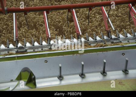 La raccolta di frumento: l'estate del 2018 e le colture di Pas-de-Calais sono quindici giorni di anticipo rispetto al normale, una raffica di attività deriva per raccogliere il grano Foto Stock