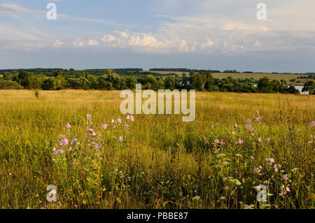 Vista Shatov acqua deposito su campi con malva selvatica fiori sul primo piano, Tula Regione Foto Stock