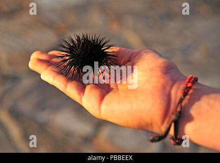 Mare Nero urchin nell uomo la mano Foto Stock